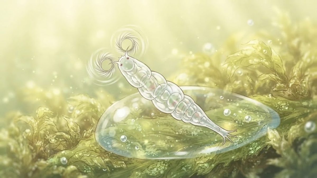 Bdelloid rotifer